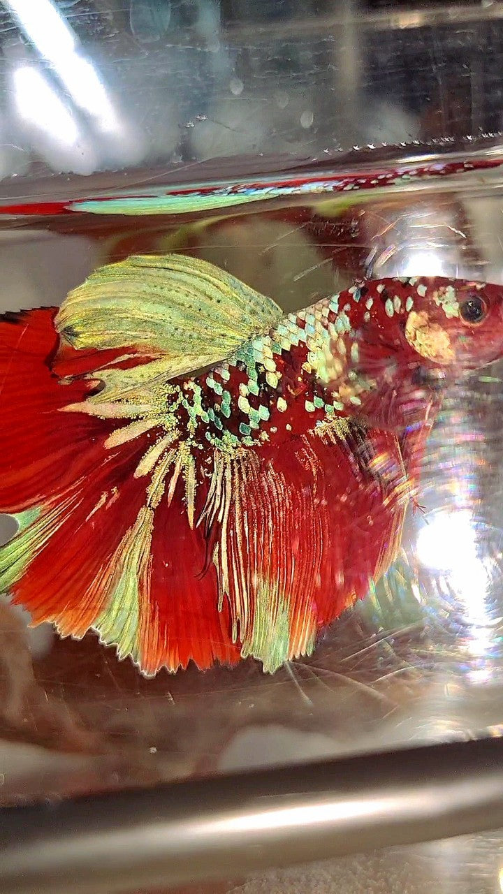 XL HALFMOON RED KOI GUARDIAN GALAXY MULTICOLOR BETTA FISH