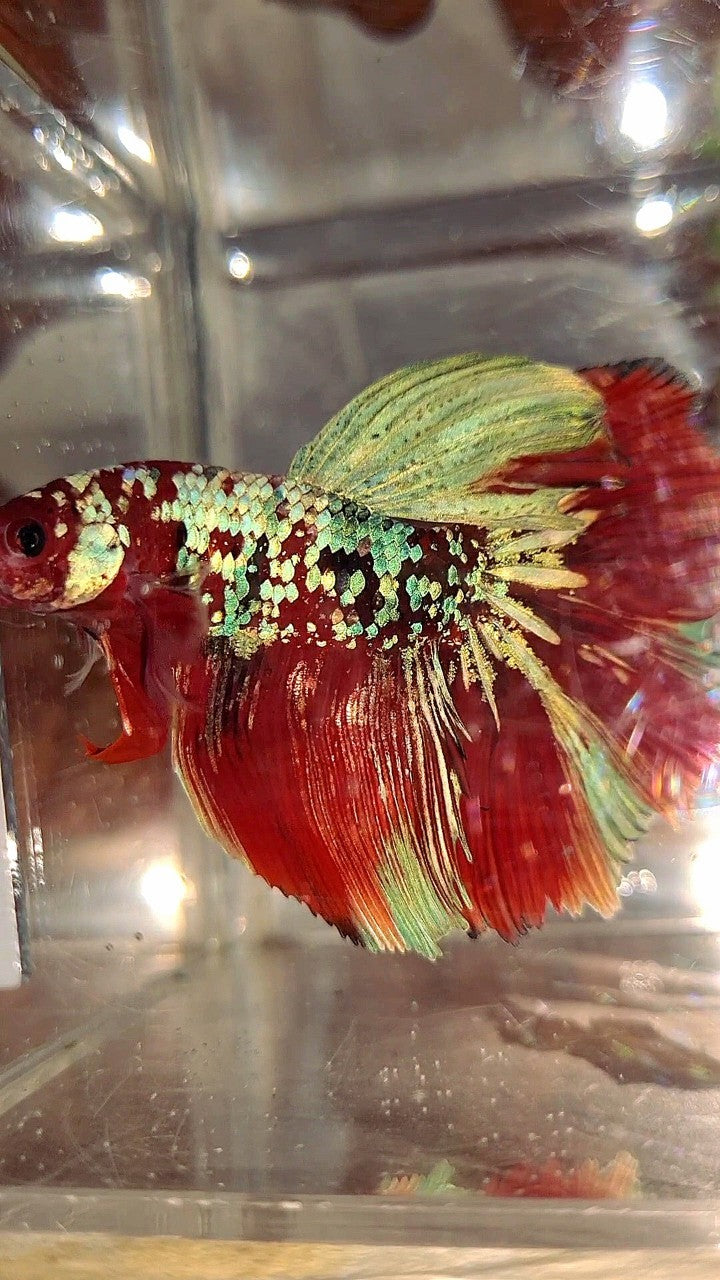 XL HALFMOON RED KOI GUARDIAN GALAXY MULTICOLOR BETTA FISH