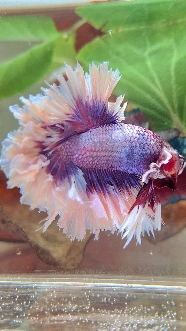 Elephant Ear Giant Plakat Betta Fish For Sale KING FEATHER TAIL