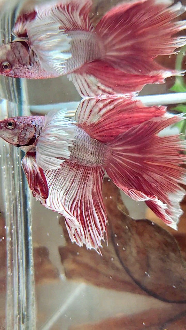 XL HALFMOON DUMBO EAR RED COPPER BETTA FISH