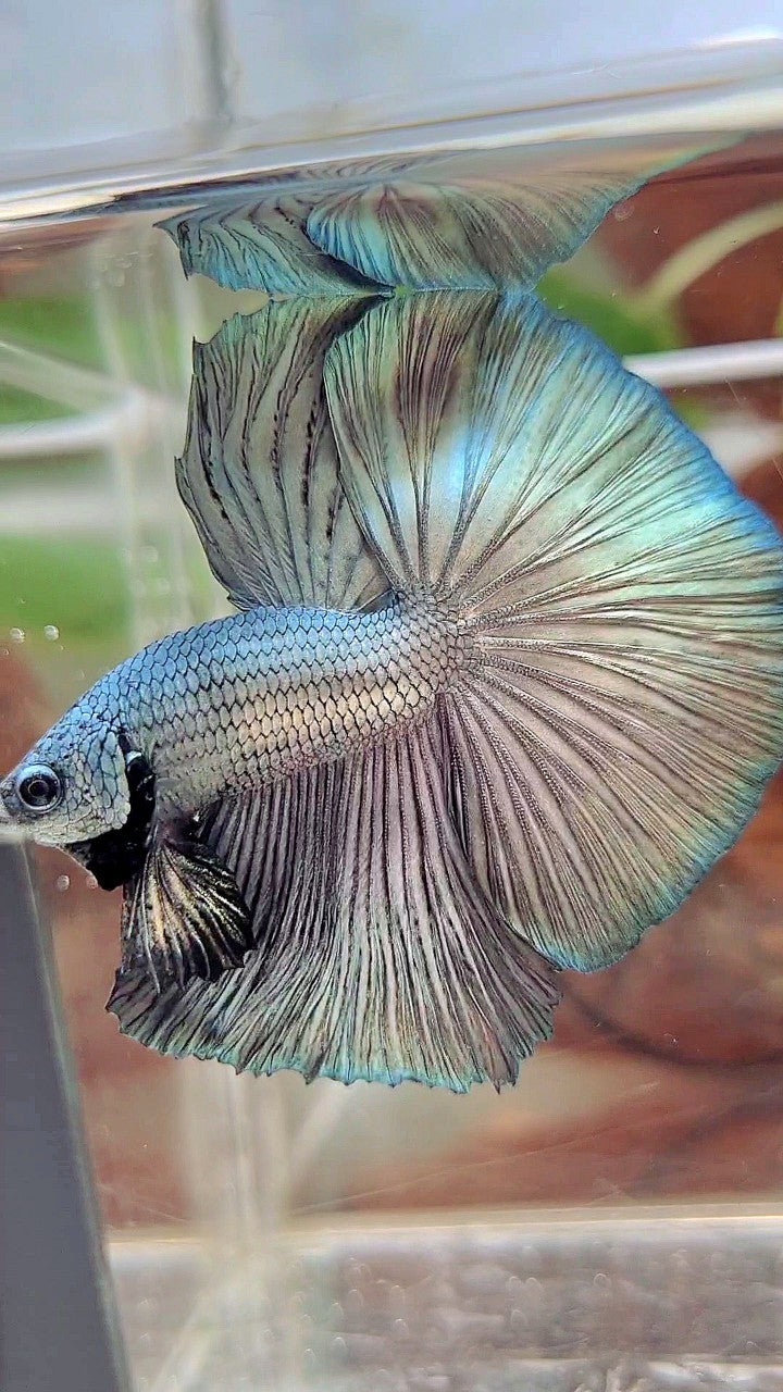 HALFMOON ROSETAIL SUPER COPPER LIGHT SOLID BETTA FISH