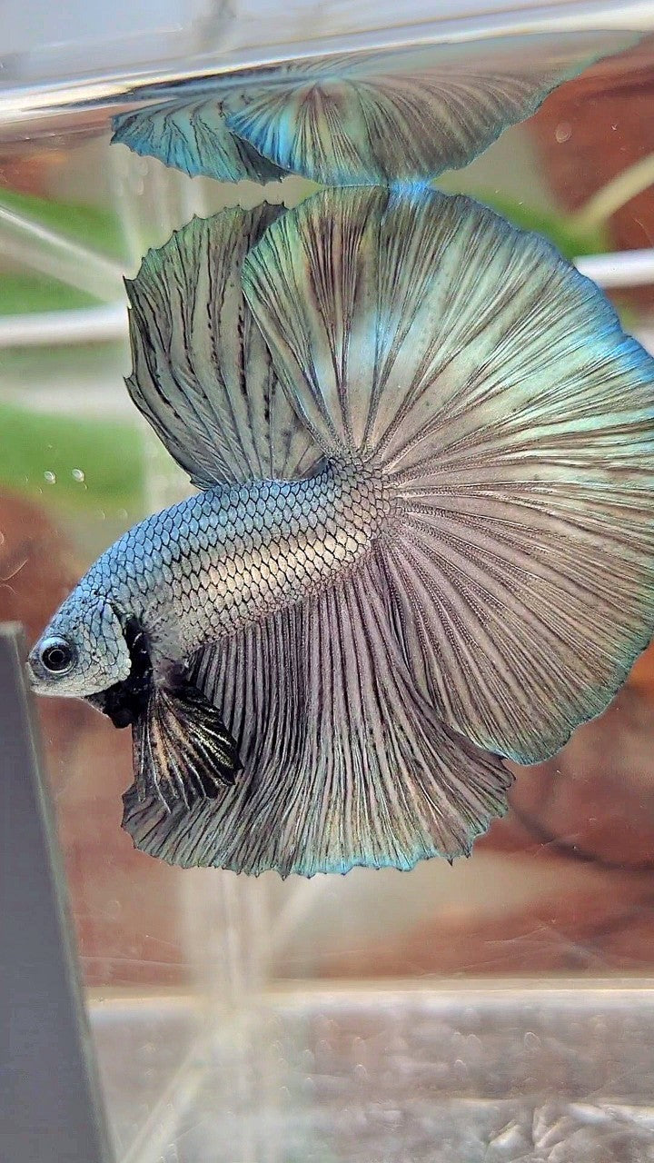 HALFMOON ROSETAIL SUPER COPPER LIGHT SOLID BETTA FISH