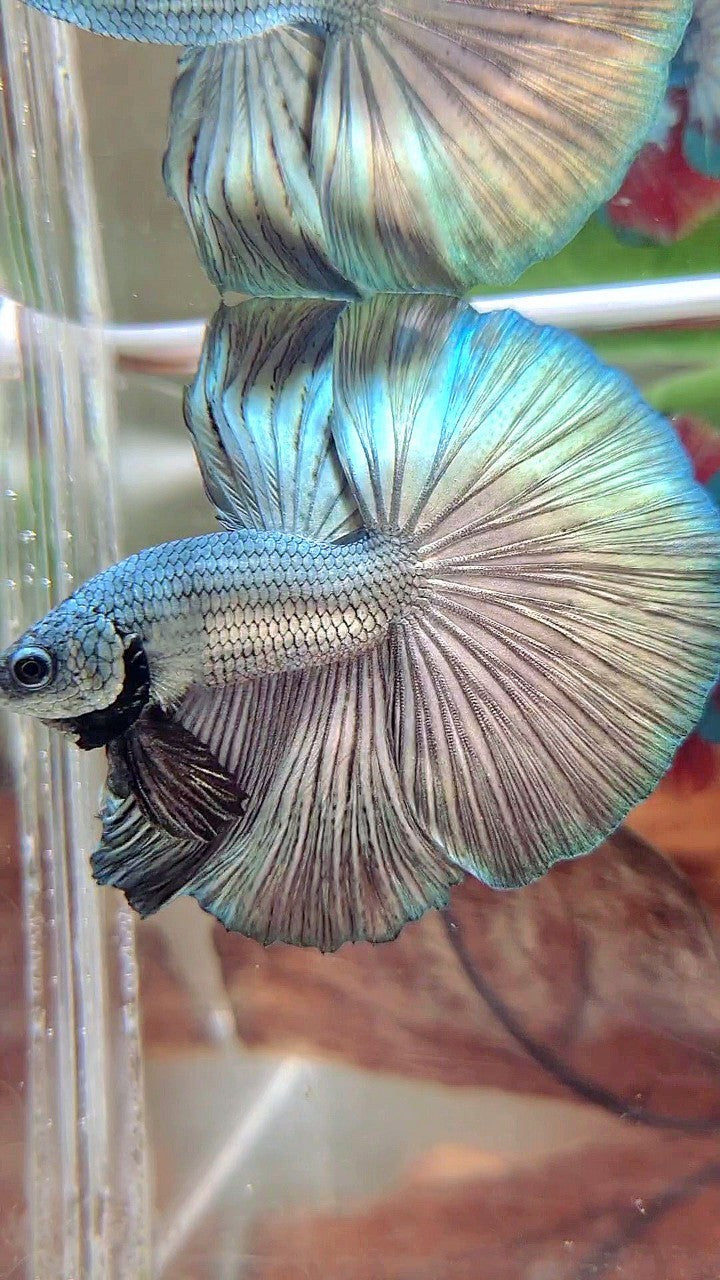 HALFMOON ROSETAIL SUPER COPPER LIGHT SOLID BETTA FISH