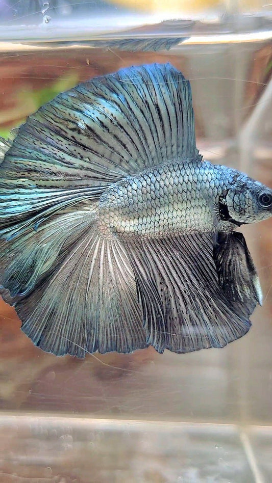 HALFMOON DOUBLE TAIL SUPER COPPER LIGHT SOLID BETTA FISH