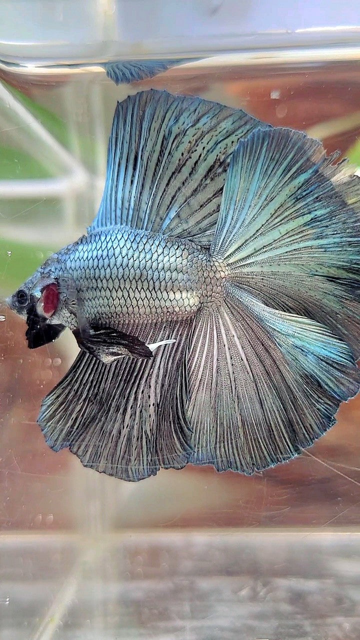 HALFMOON DOUBLE TAIL SUPER COPPER LIGHT SOLID BETTA FISH