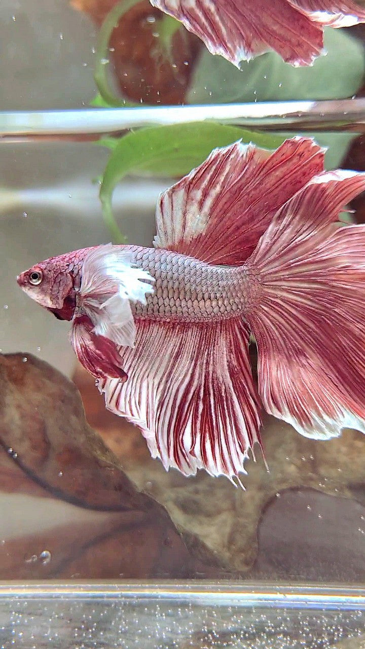 XL HALFMOON DUMBO EAR RED COPPER BETTA FISH