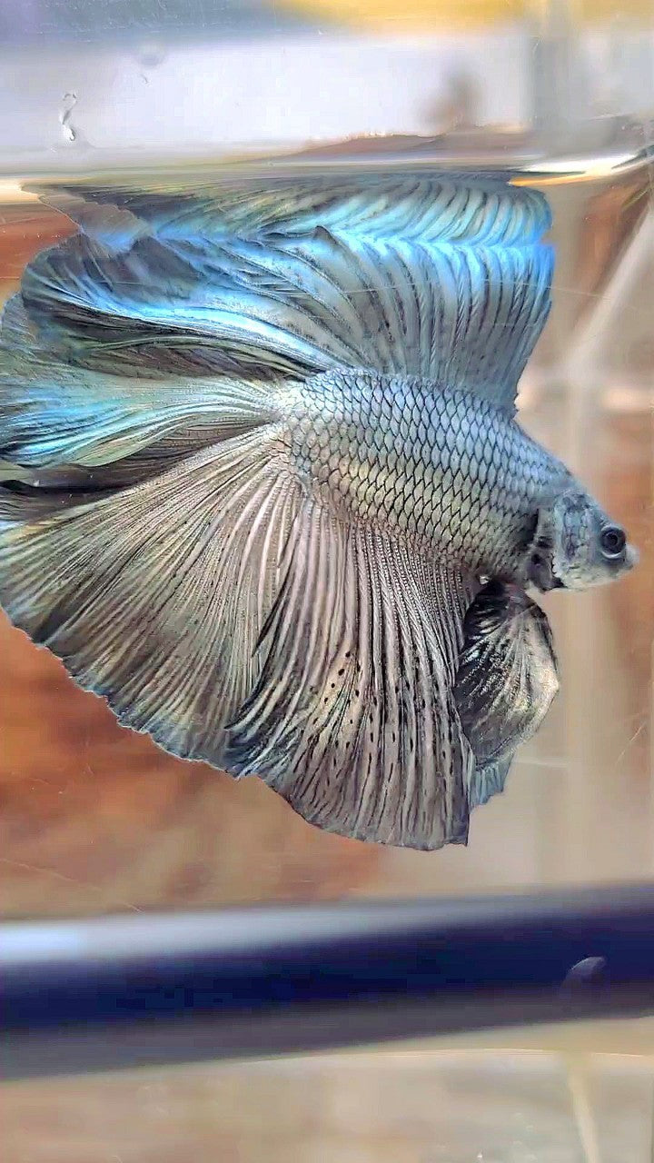 HALFMOON DOUBLE TAIL SUPER COPPER LIGHT SOLID BETTA FISH