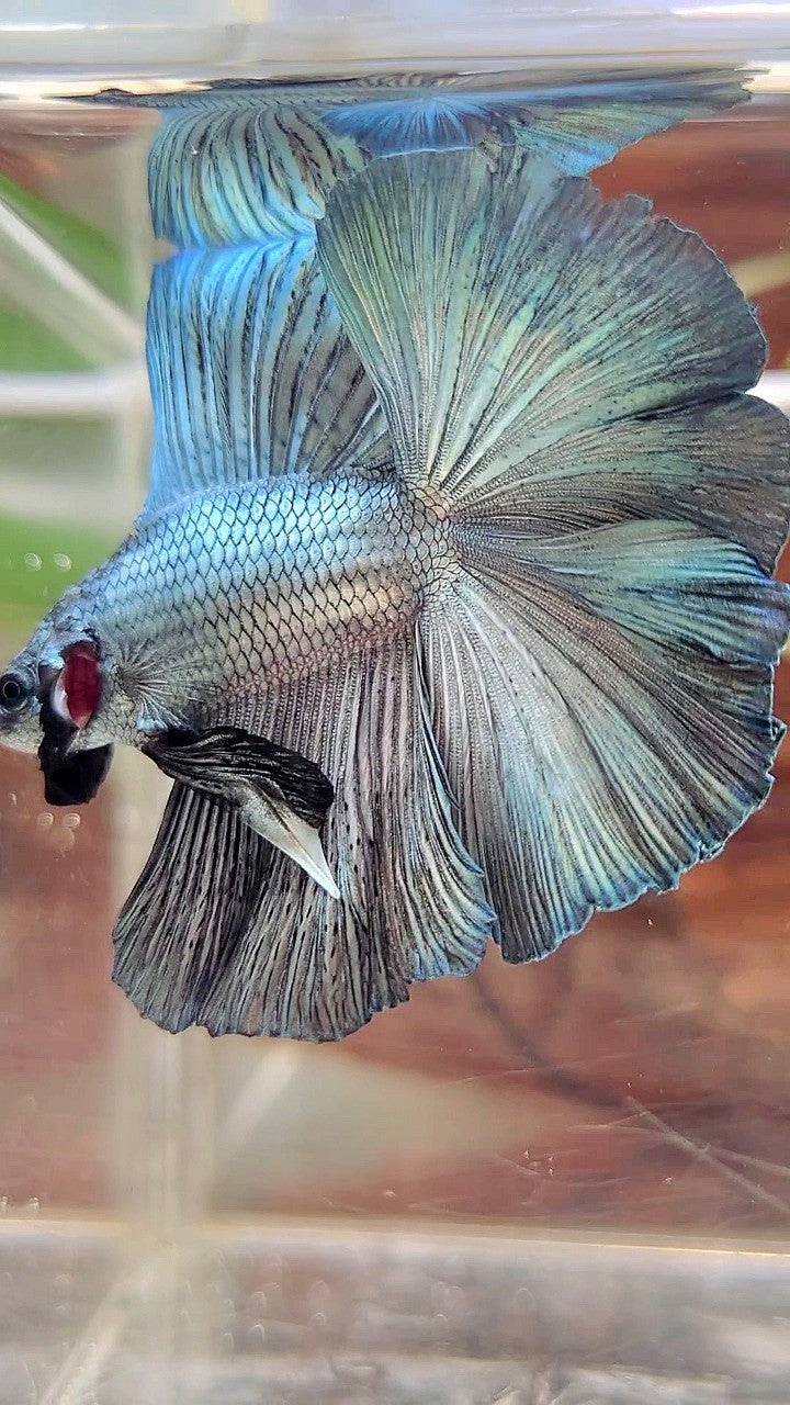 HALFMOON DOUBLE TAIL SUPER COPPER LIGHT SOLID BETTA FISH