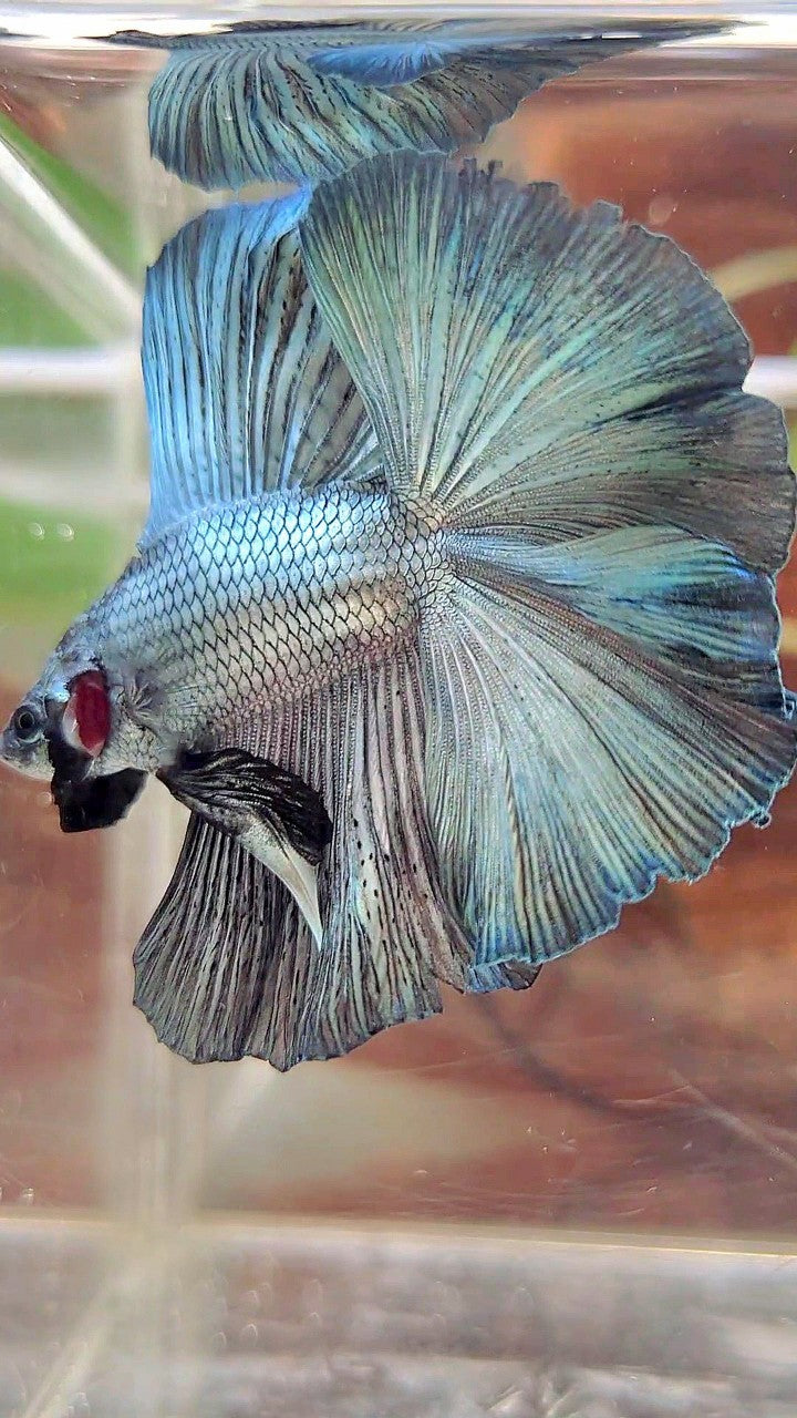 HALFMOON DOUBLE TAIL SUPER COPPER LIGHT SOLID BETTA FISH