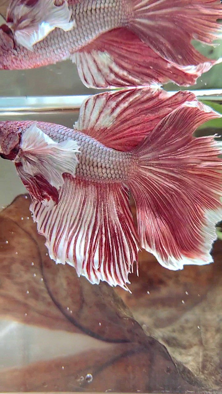 XL HALFMOON DUMBO EAR RED COPPER BETTA FISH