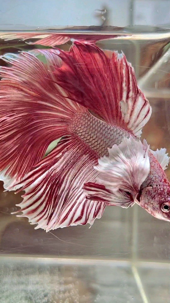 XL HALFMOON DUMBO EAR RED COPPER BETTA FISH