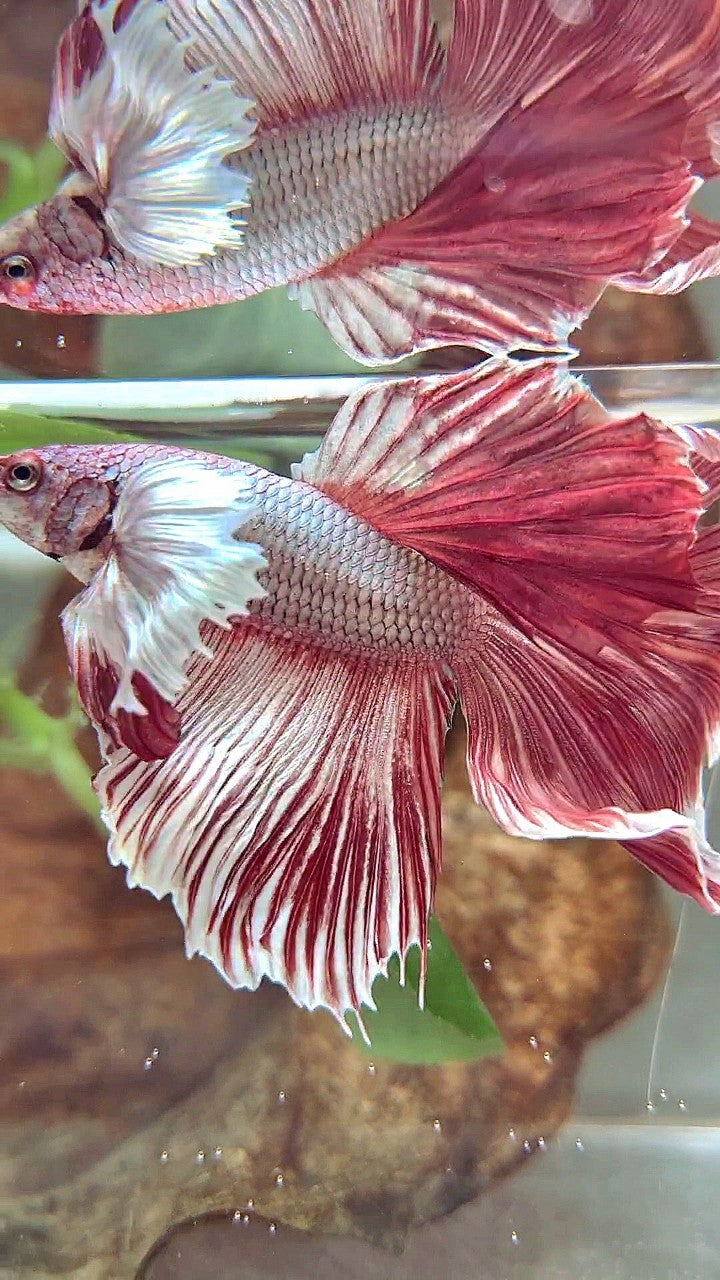 XL HALFMOON DUMBO EAR RED COPPER BETTA FISH