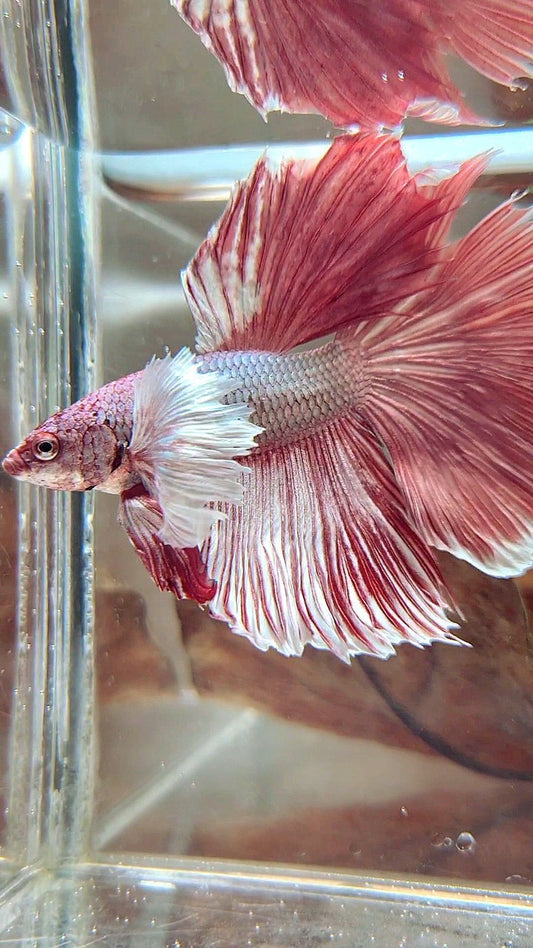 XL HALFMOON DUMBO EAR RED COPPER BETTA FISH