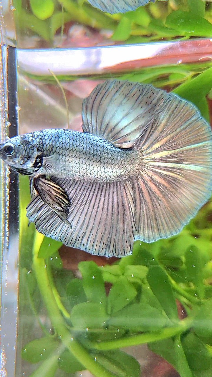 HALFMOON ROSETAIL SUPER COPPER LIGHT SOLID BETTA FISH