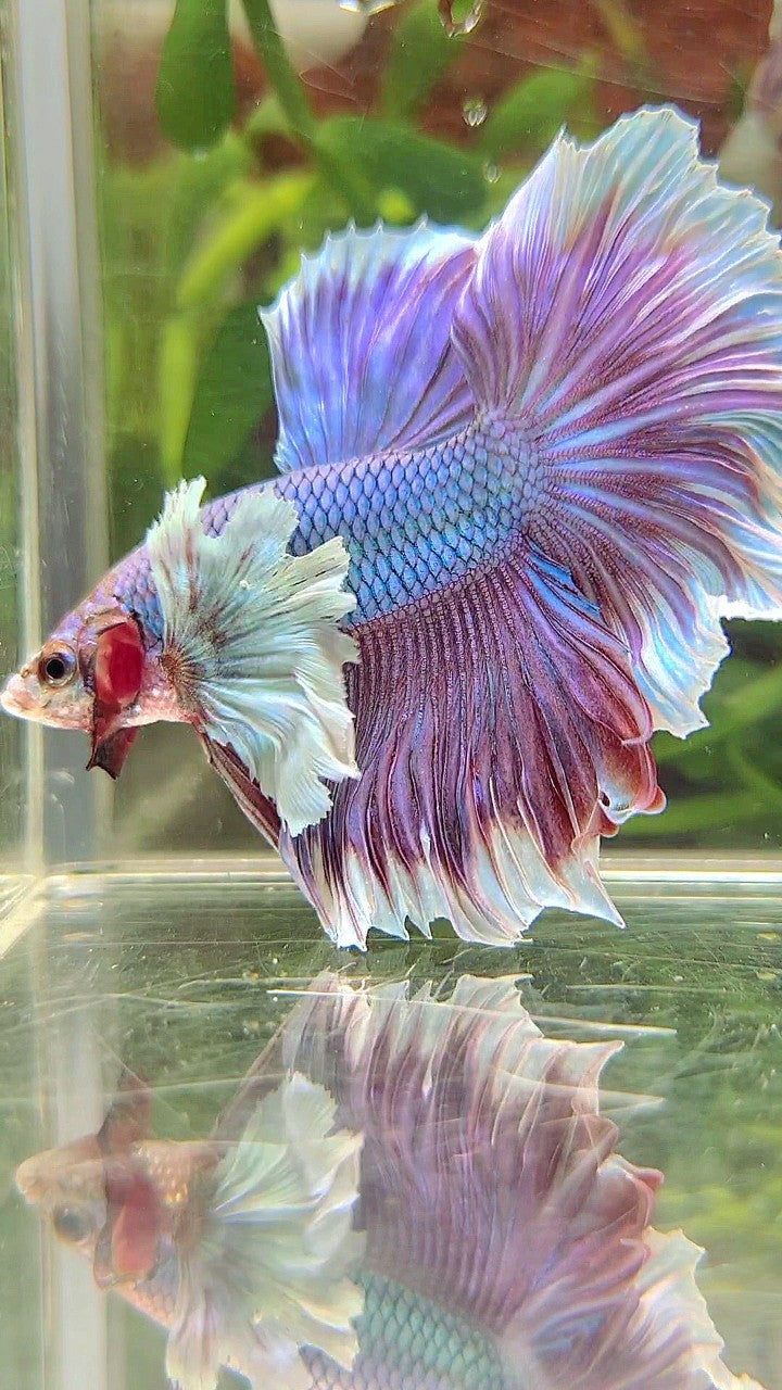 HALFMOON SUPER DUMBO EAR PURPLE UNICORN RED BETTA FISH