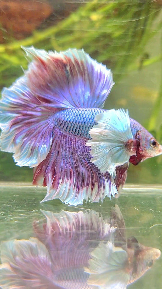 HALFMOON SUPER DUMBO EAR PURPLE UNICORN RED BETTA FISH