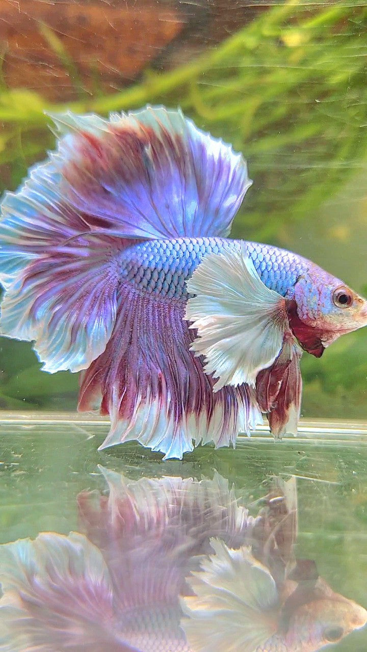 HALFMOON SUPER DUMBO EAR PURPLE UNICORN RED BETTA FISH