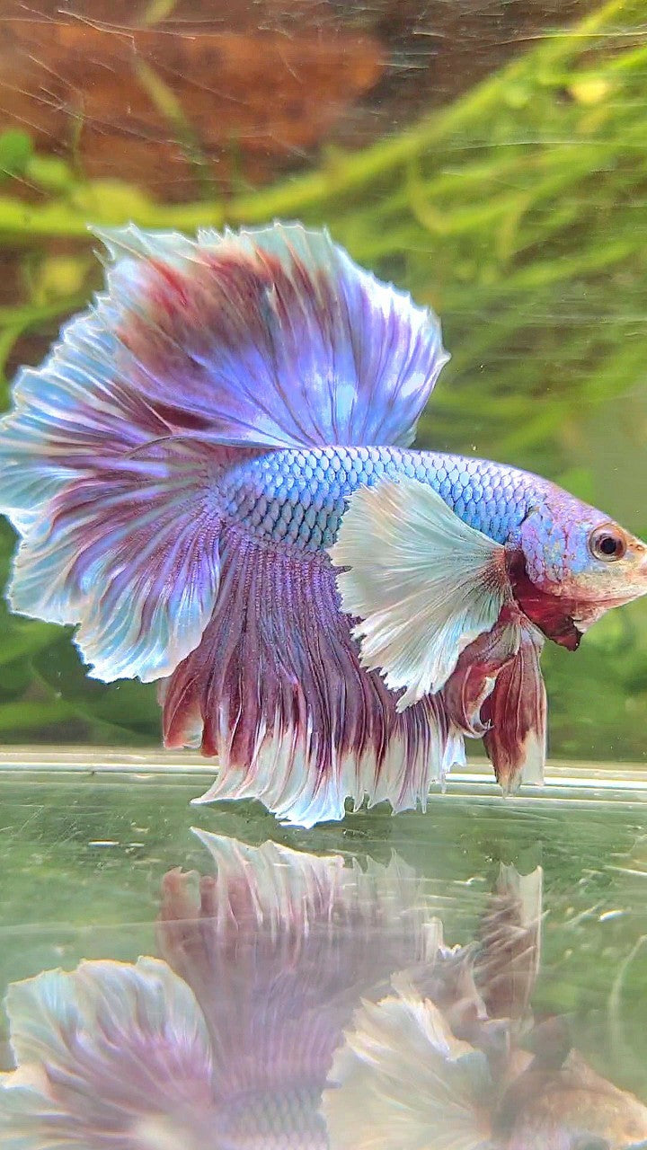 HALFMOON SUPER DUMBO EAR PURPLE UNICORN RED BETTA FISH