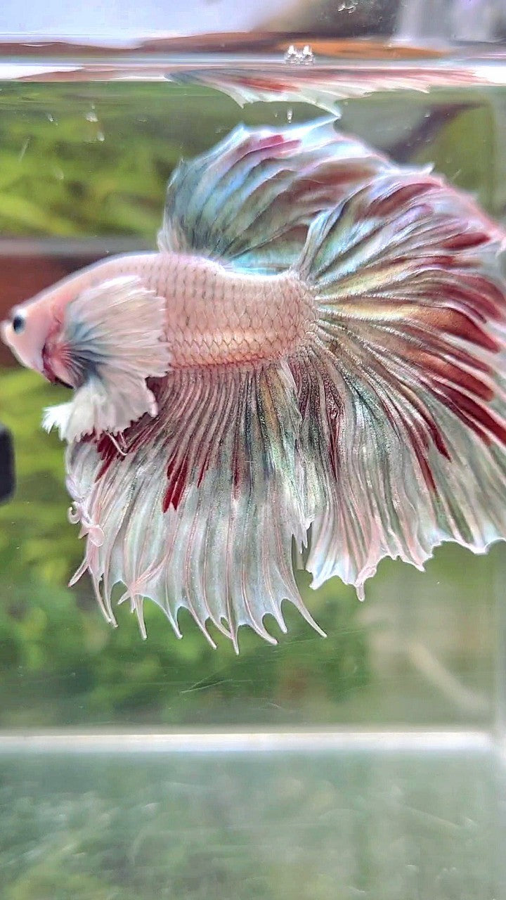 HALFMOON DUMBO EAR COPPER PATTERN RED BETTA FISH