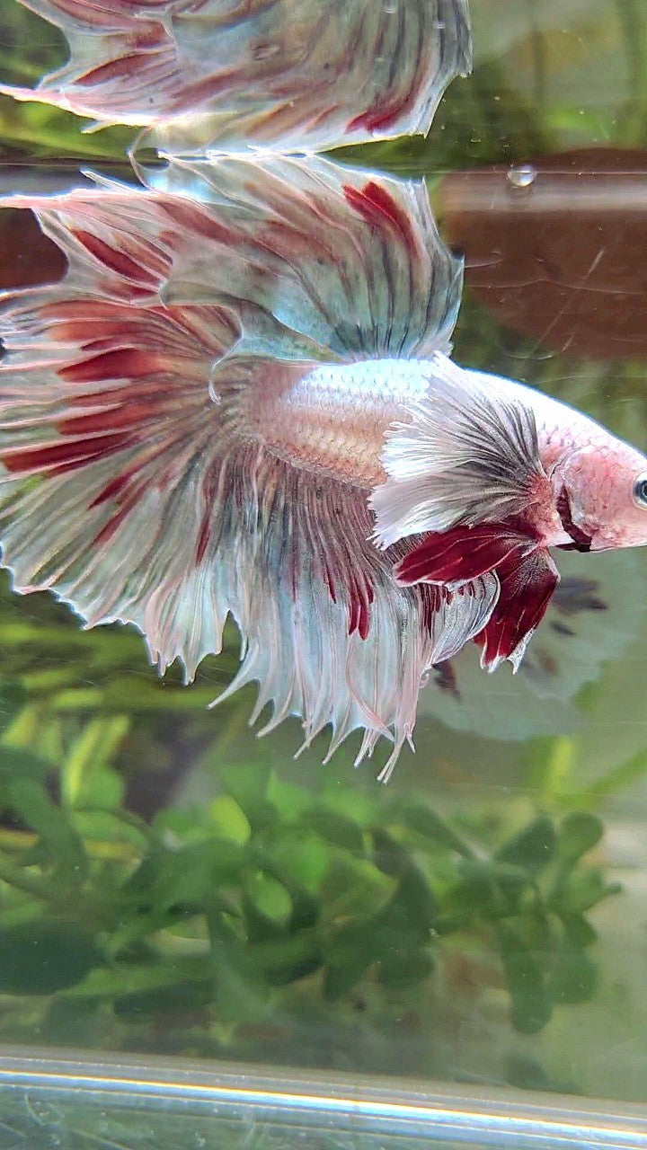 HALFMOON DUMBO EAR COPPER PATTERN RED BETTA FISH