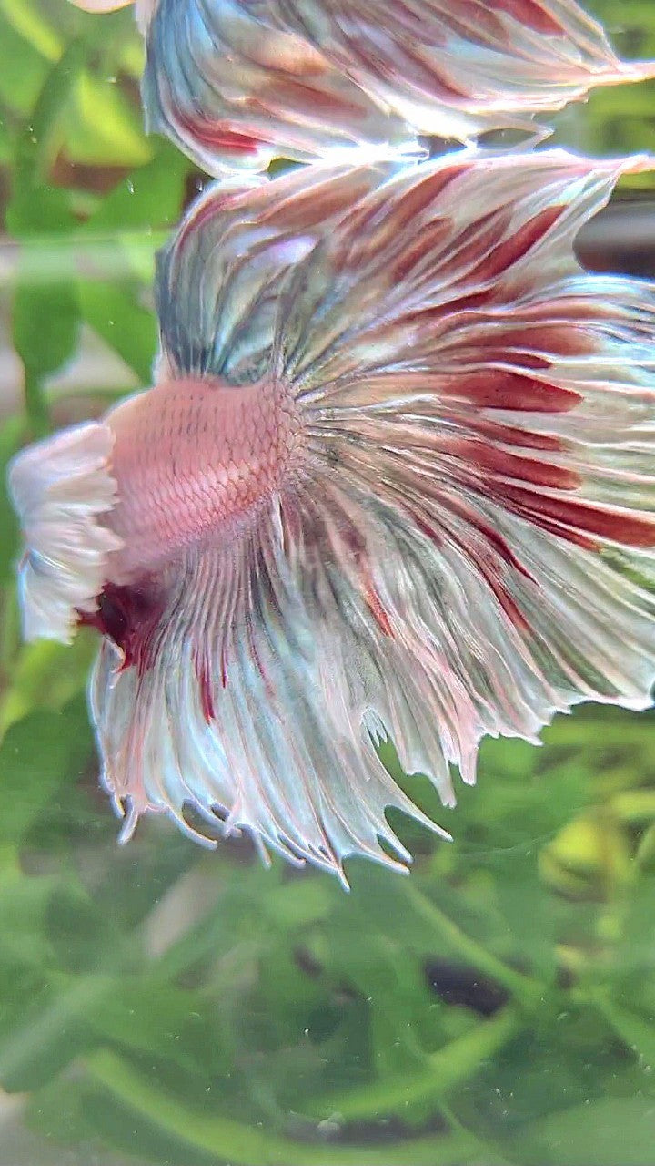 HALFMOON DUMBO EAR COPPER PATTERN RED BETTA FISH