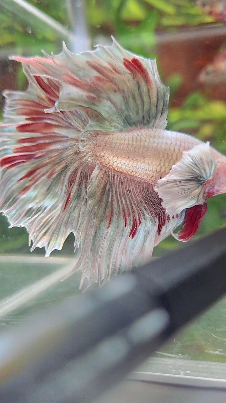 HALFMOON DUMBO EAR COPPER PATTERN RED BETTA FISH