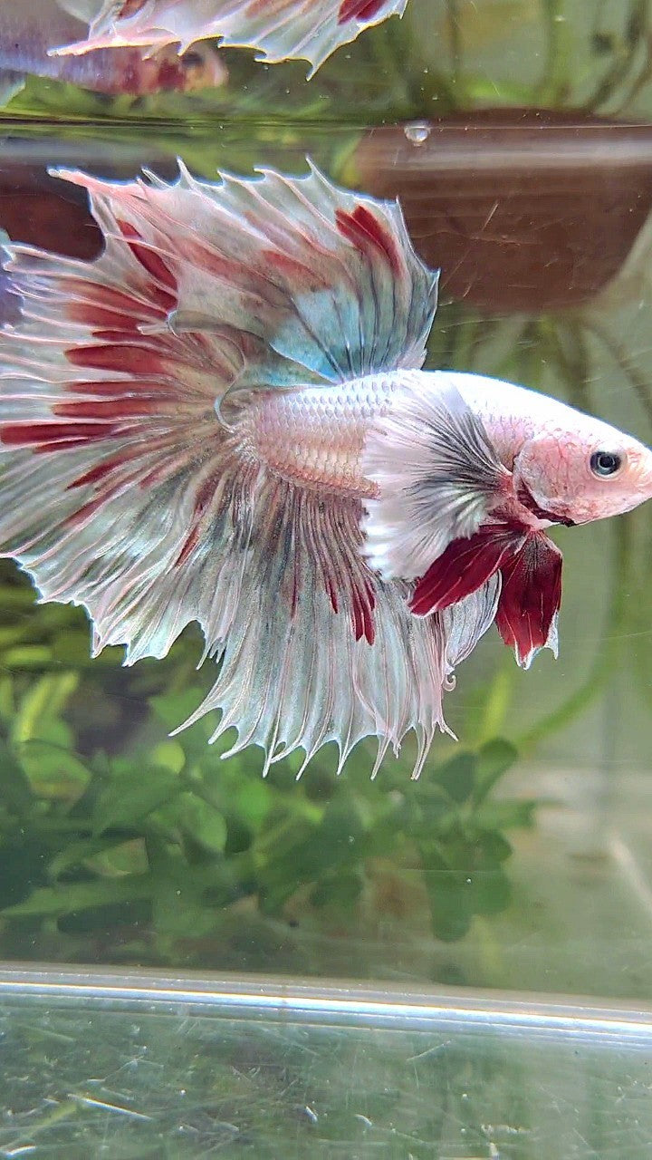 HALFMOON DUMBO EAR COPPER PATTERN RED BETTA FISH