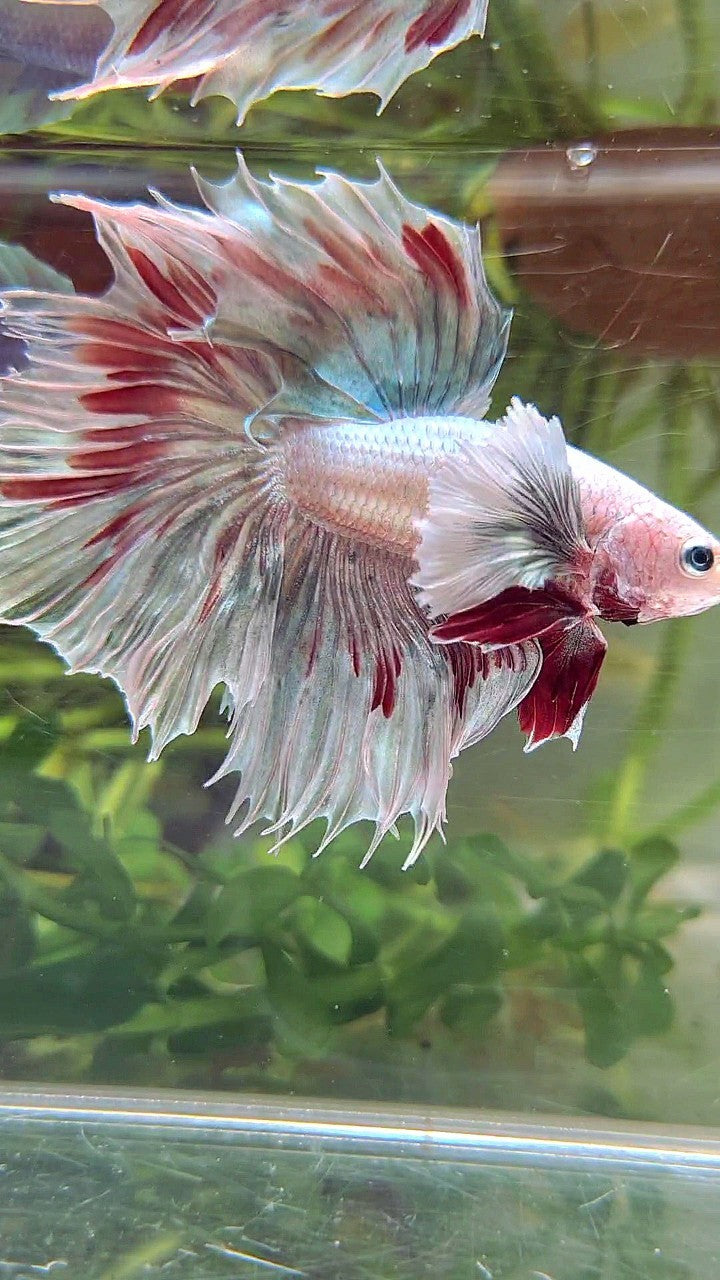 HALFMOON DUMBO EAR COPPER PATTERN RED BETTA FISH