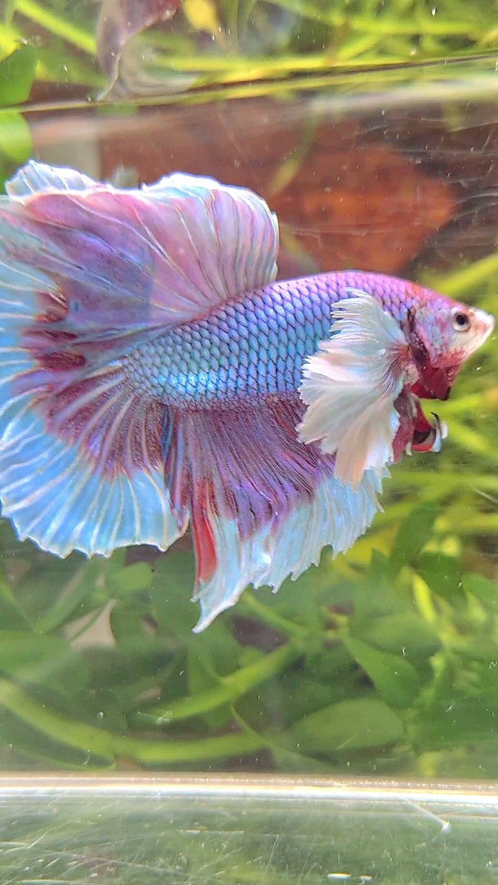 HALFMOON SUPER DUMBO EAR BLUE UNICORN BETTA FISH