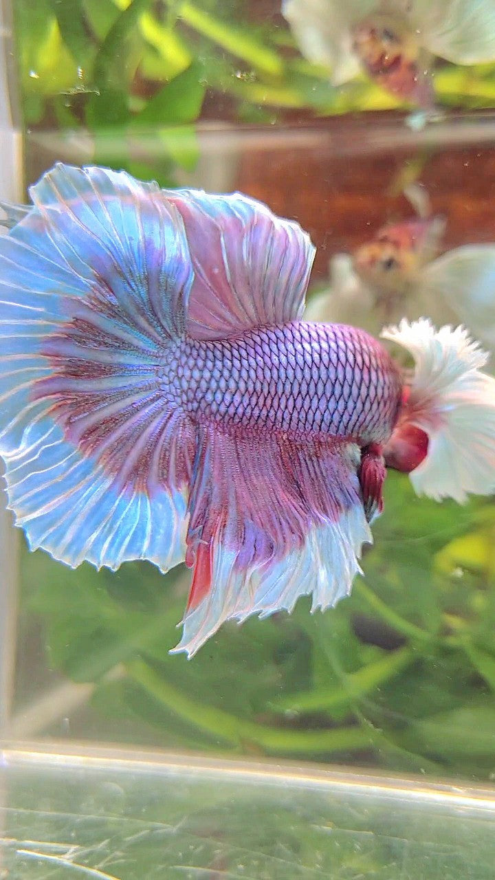 HALFMOON SUPER DUMBO EAR BLUE UNICORN BETTA FISH