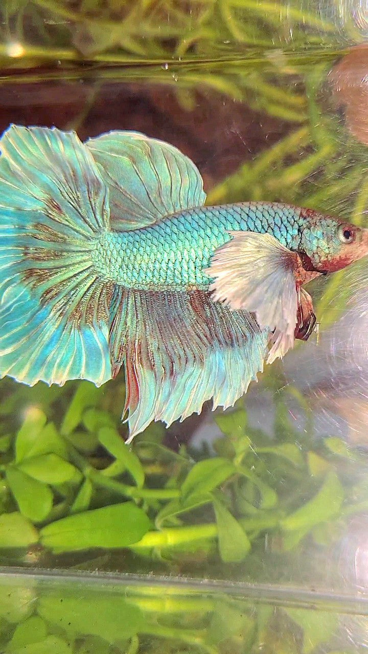 HALFMOON SUPER DUMBO EAR BLUE UNICORN BETTA FISH