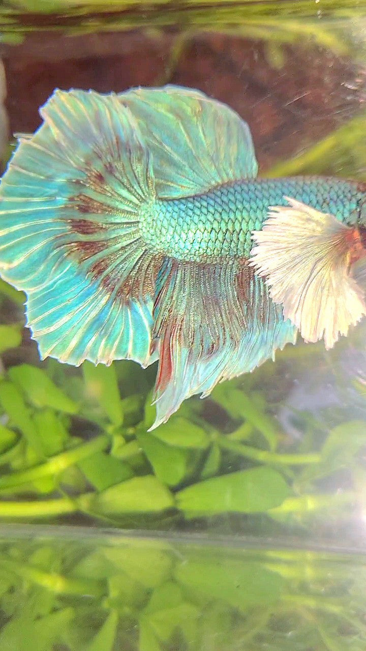 HALFMOON SUPER DUMBO EAR BLUE UNICORN BETTA FISH