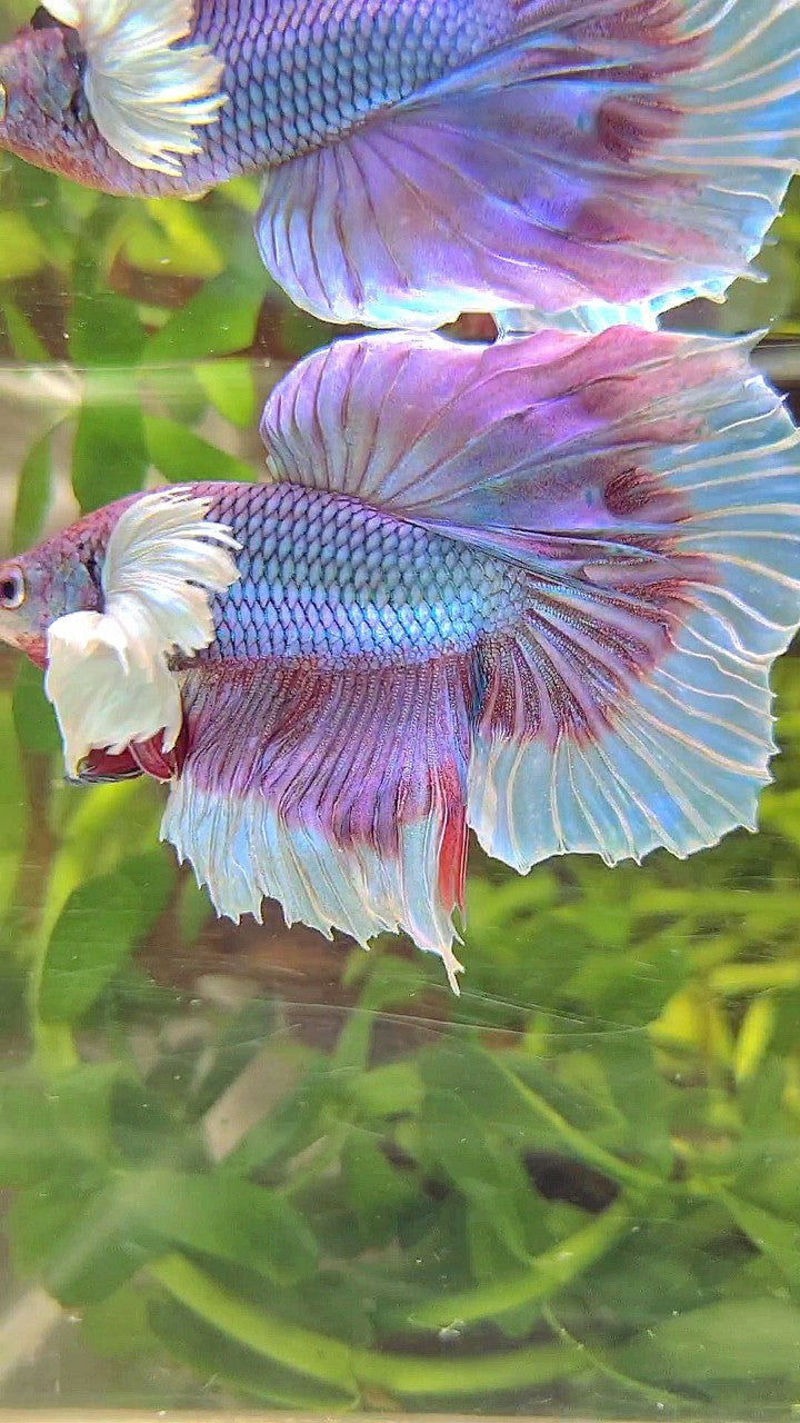 HALFMOON SUPER DUMBO EAR BLUE UNICORN BETTA FISH