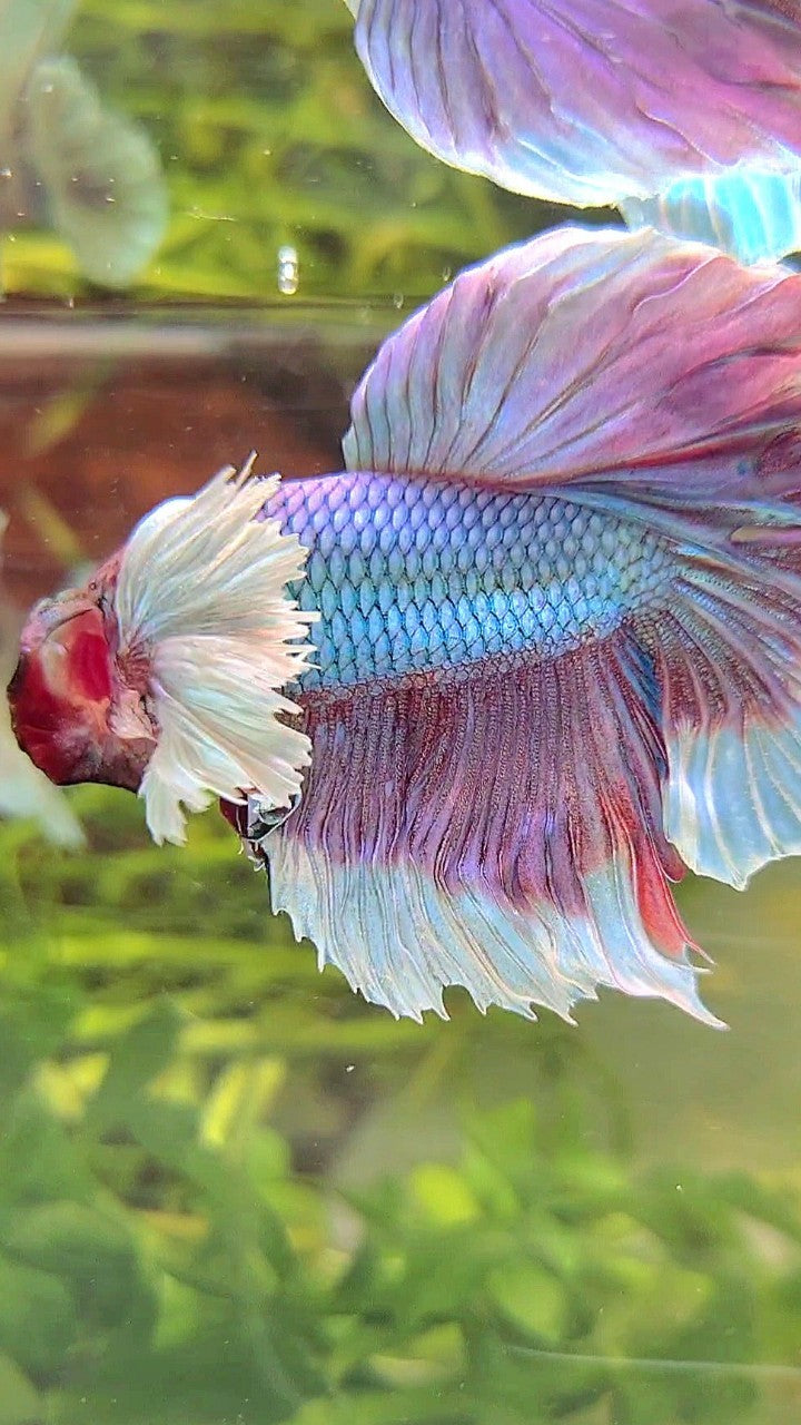 HALFMOON SUPER DUMBO EAR BLUE UNICORN BETTA FISH