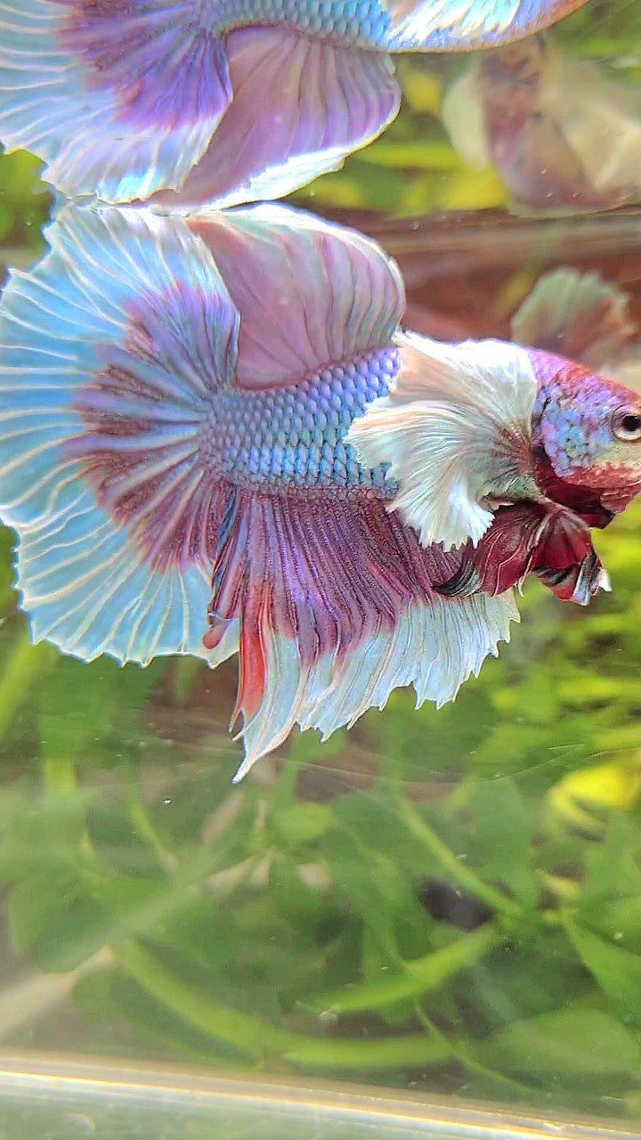 HALFMOON SUPER DUMBO EAR BLUE UNICORN BETTA FISH