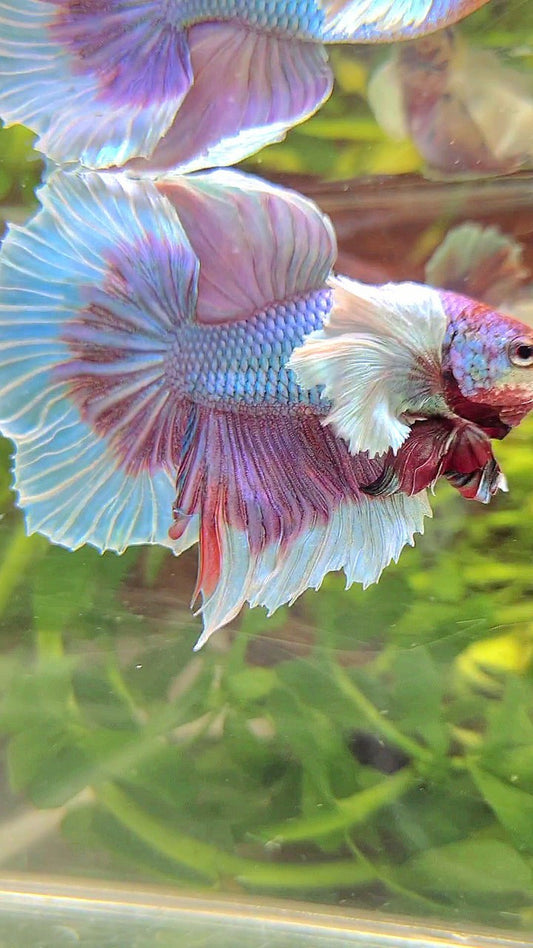 HALFMOON SUPER DUMBO EAR BLUE UNICORN BETTA FISH