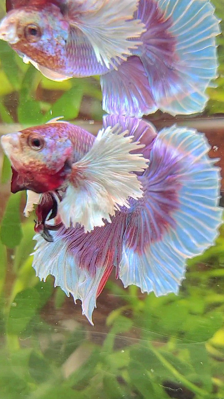 HALFMOON SUPER DUMBO EAR BLUE UNICORN BETTA FISH