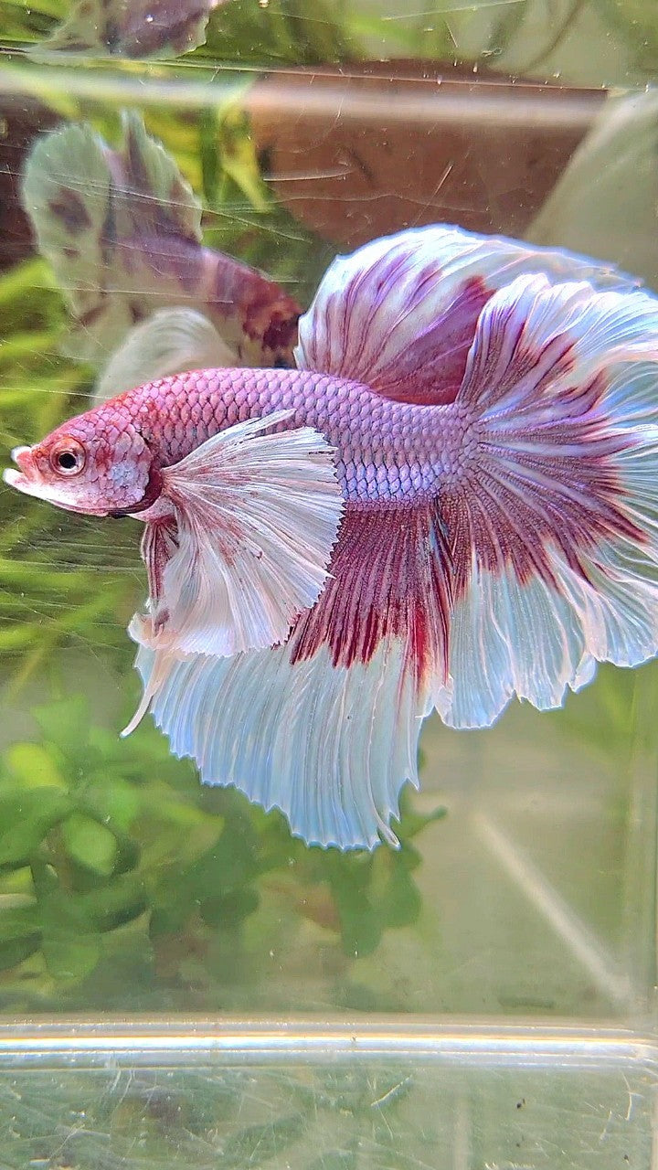 HALFMOON SUPER DUMBO EAR ROSETAIL PURPLE BUTTERFLY BETTA FISH