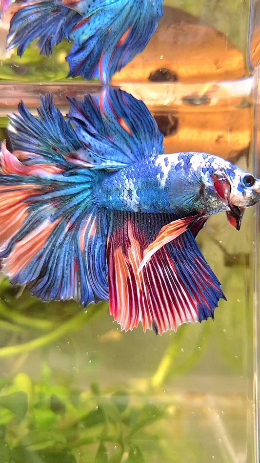 HALFMOON ROSETAIL BLUE MARBLE NEMO MULTICOLOR BETTA FISH