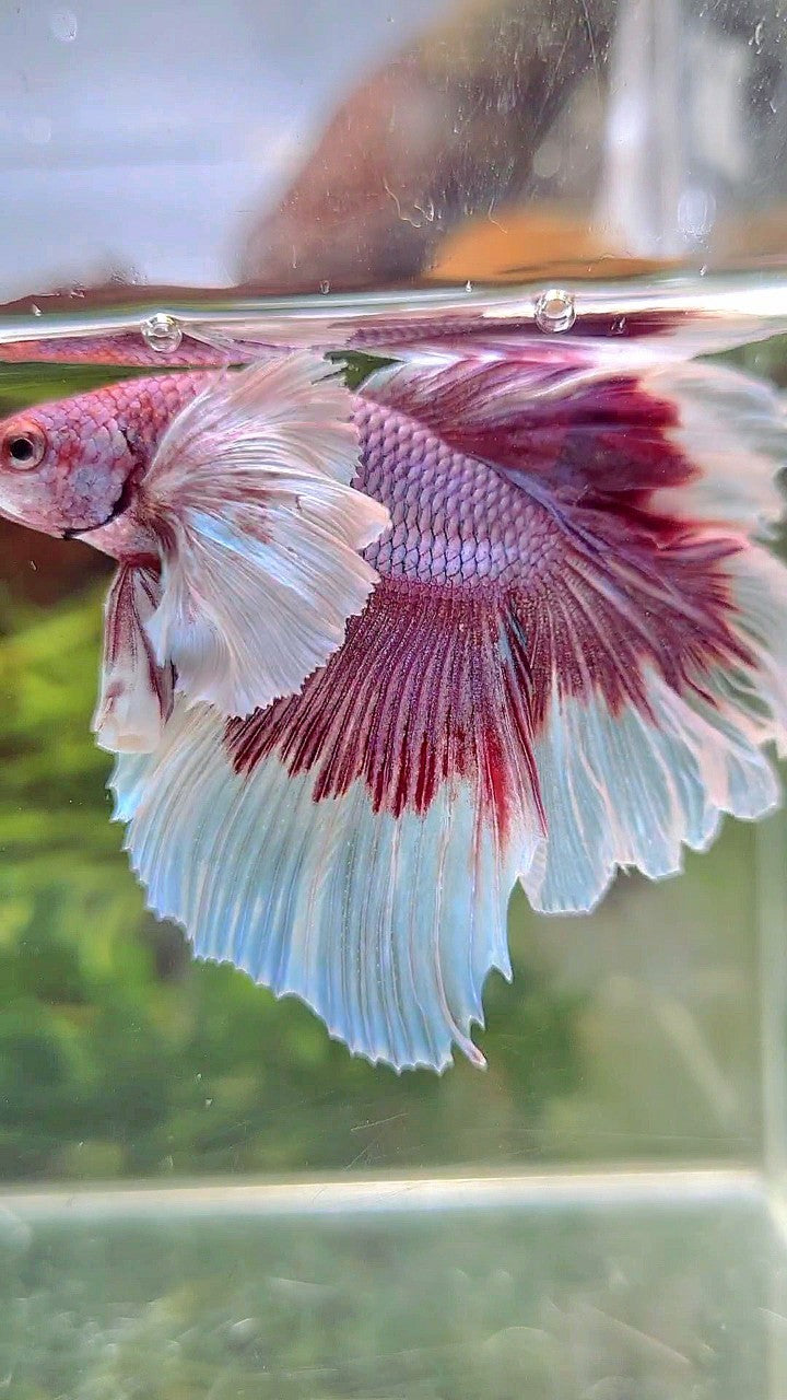 HALFMOON SUPER DUMBO EAR ROSETAIL PURPLE BUTTERFLY BETTA FISH