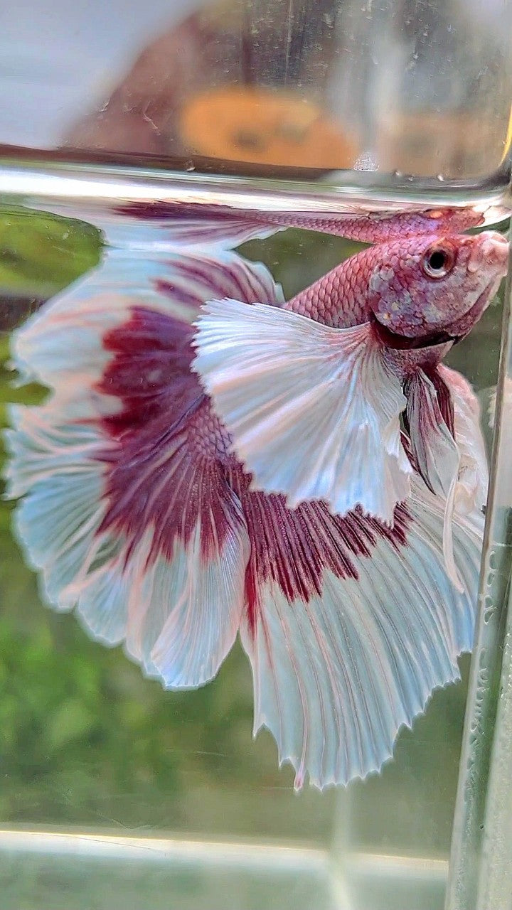 HALFMOON SUPER DUMBO EAR ROSETAIL PURPLE BUTTERFLY BETTA FISH