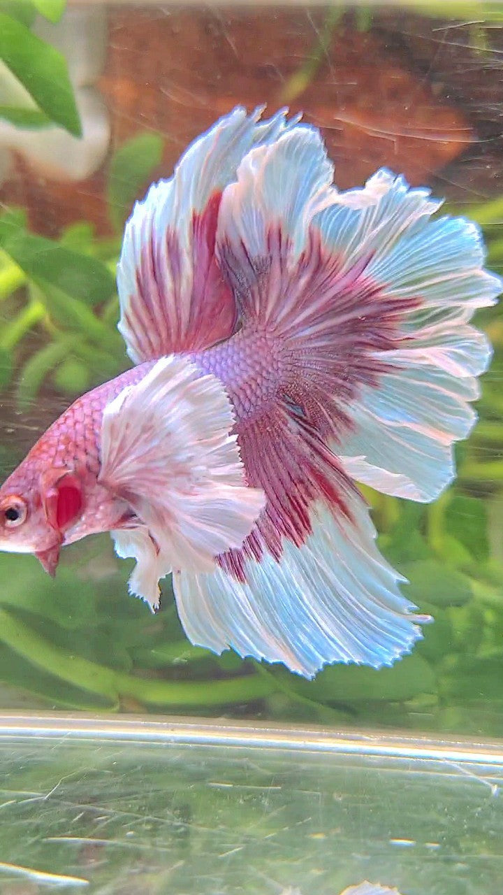 HALFMOON SUPER DUMBO EAR ROSETAIL PURPLE BUTTERFLY BETTA FISH – Rare ...