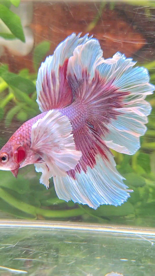 HALFMOON SUPER DUMBO EAR ROSETAIL PURPLE BUTTERFLY BETTA FISH