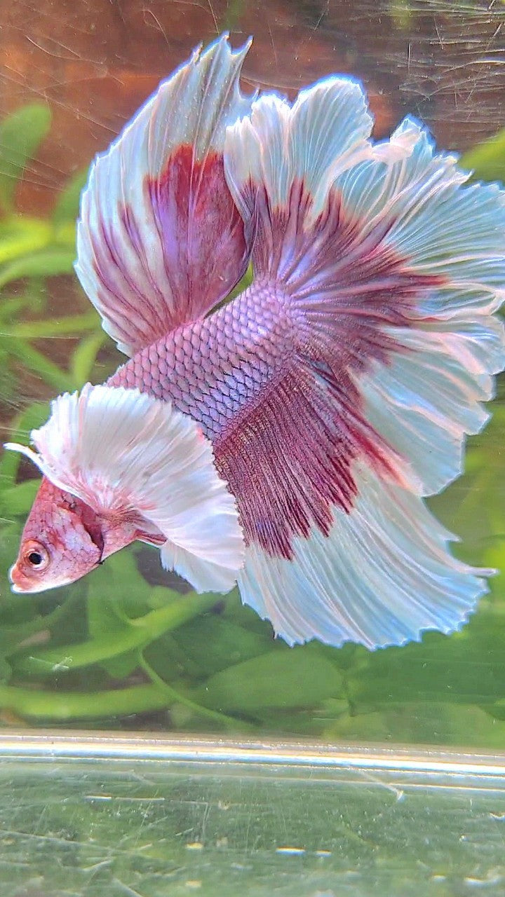 HALFMOON SUPER DUMBO EAR ROSETAIL PURPLE BUTTERFLY BETTA FISH