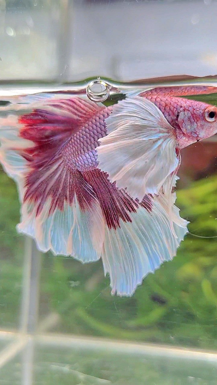 HALFMOON SUPER DUMBO EAR ROSETAIL PURPLE BUTTERFLY BETTA FISH