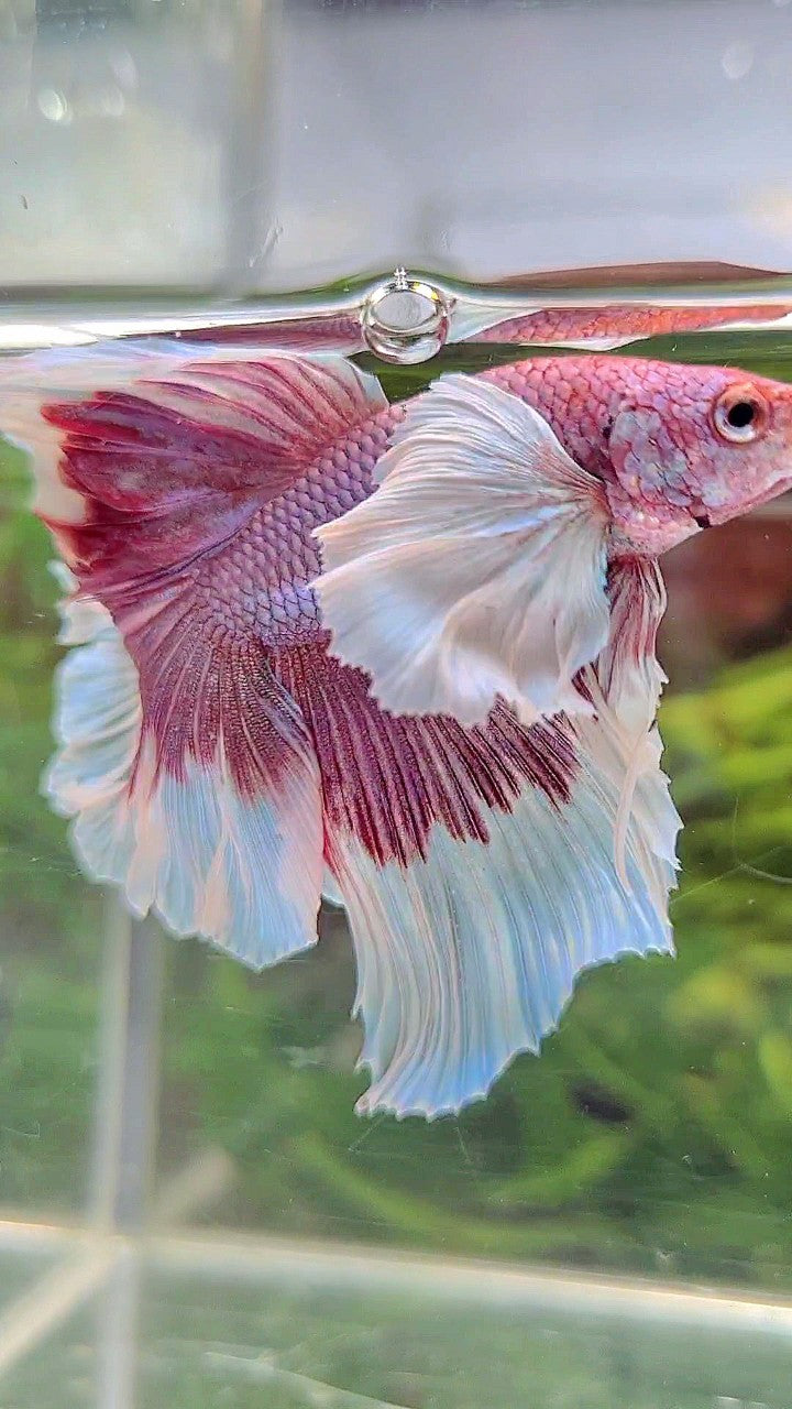 HALFMOON SUPER DUMBO EAR ROSETAIL PURPLE BUTTERFLY BETTA FISH