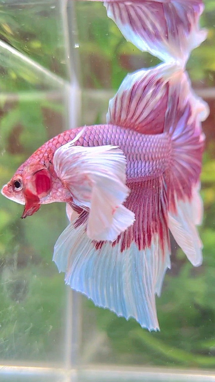 HALFMOON SUPER DUMBO EAR ROSETAIL PURPLE BUTTERFLY BETTA FISH