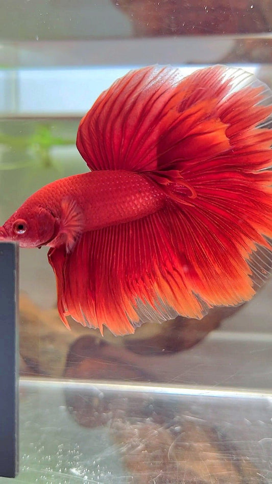 HALFMOON ROSETAIL SUPER RED BETTA FISH