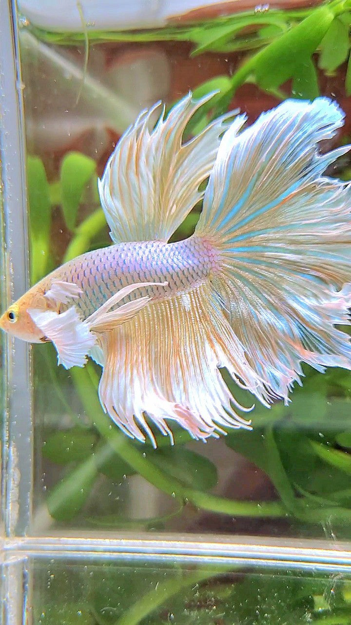 HALFMOON DUMBO EAR ROSETAIL YELLOW PINEAPPLE BETTA FISH