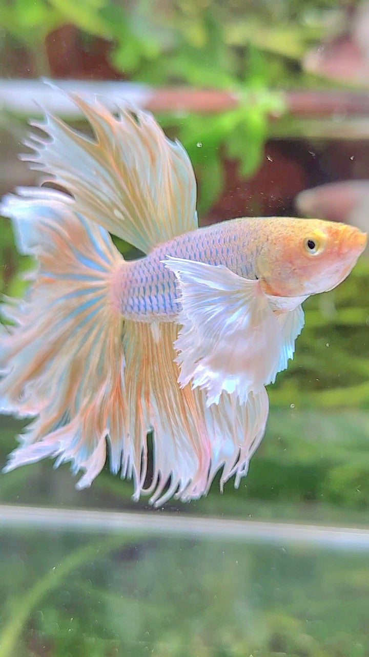 HALFMOON DUMBO EAR ROSETAIL YELLOW PINEAPPLE BETTA FISH